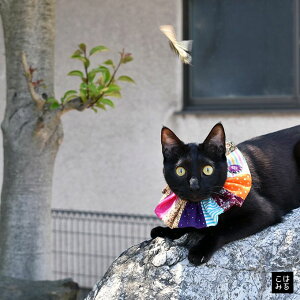 yő6,000~N[|zzznhCh LbgX^C ˂̂܂ ɂ񂱃X^C Gv t 悾ꂩ UrG`[J[  G}Lɂ L cat |  