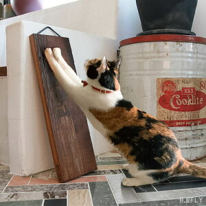 ؒ܂Ƃ ؐ܂Ƃ Ebh ܂Ƃp ˂ xbh cat Rf VR lR Lp VRf i` 蕨 v[g j  JbR ؍ ėp CeA
