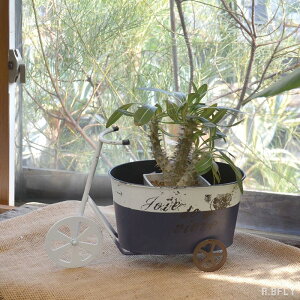 K[f|bg v^[  A A AWg K[fjO ԗ  ] O֎ AeB[N Vr[VbN Be[W g  `[t