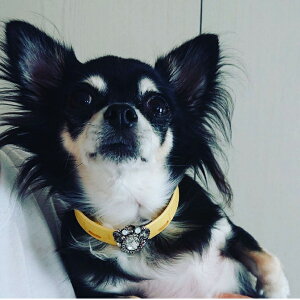 yJnN[|zzzABISTE `[J[ v[g ؂₩ DOG PET ybgpi ACe uh ArXe