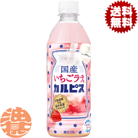 『2ケース送料無料！』（地域限定）アサヒ飲料 カルピス 国産いちごラテ&カルピス 500mlペットボトル×2ケース48本(1ケースは24本入り)苺 イチゴ 清涼飲料水 乳酸飲料※ご注文いただいてから4日～14日の間に発送いたします。/ot/