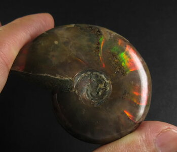 楽天市場 アンモライト アンモナイト 七色の繁栄の石 Anmo145 ラベンダーストーン