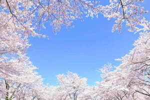 ND ^yXg[   CeA t  i iF i 唻 傫   t G IC݉ wiz  CX^f ObY  z e[N wi v[