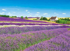 500-291 COi x_[tB[h̕ RbcEHY (CMX) 500s[X(53×38cm) WO\[pY { Abv(APPLEONE)