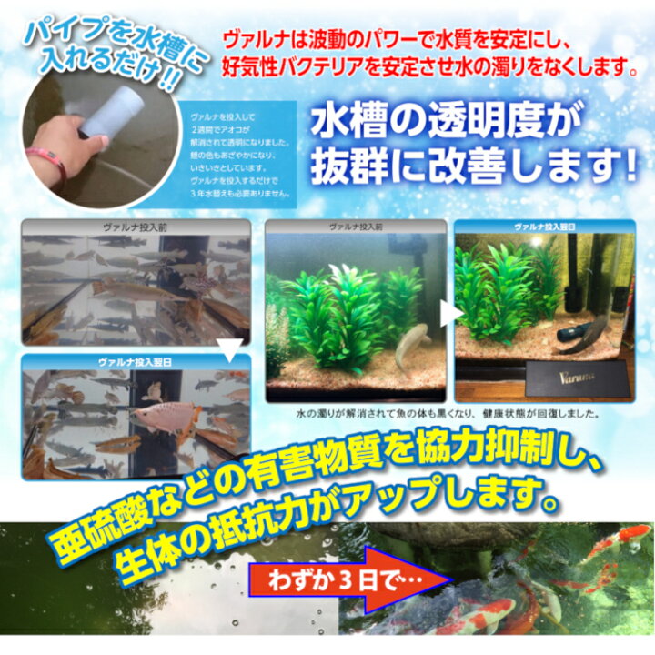 楽天市場】ヴァルナミニLサイズ 23cm 水替えなしの水質改善 1000Lの 