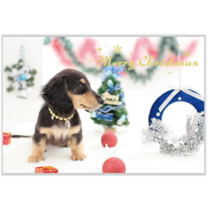 NX}XCk|XgJ[hy_bNXz CMP-369