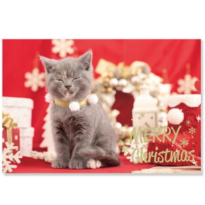 NX}XlR|XgJ[h CMP-372