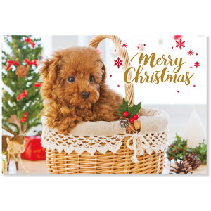 NX}XCk|XgJ[h@gCv[h@CMP-405