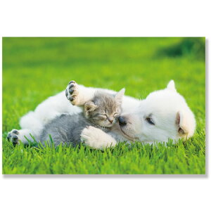 柴犬 ポストカードの人気商品 通販 価格比較 価格 Com