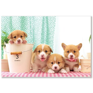 Ck|XgJ[hyR[M[z E04-PN-574