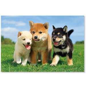 Ck|XgJ[h@3C̎Č@L12-PN-610