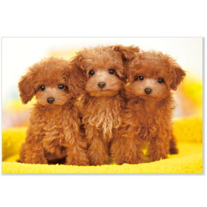 Ck|XgJ[h@3C̃gCv[h@L12-PN-611