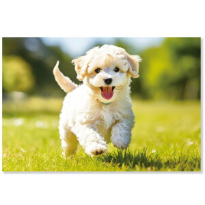 Ck|XgJ[h@e@L12-PN-613