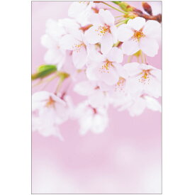 楽天市場 ポストカード 桜の通販 楽天市場 ポストカード 桜の通販