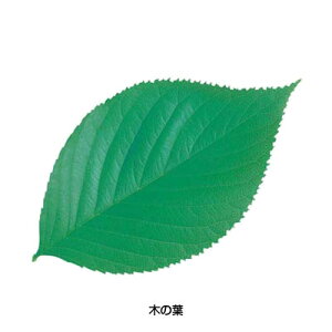 ^NAV[gi200j65787 ؂̗t 85×148mmy AhLb` z