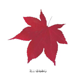 ^NAV[gi200j65785 ~jEԂ݂ 75× 74mmy AhLb` z