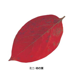 ^NAV[gi200j65786 ~jE`̗t 59×104mmy AhLb` z