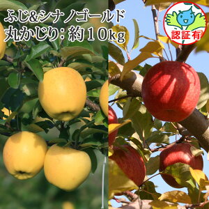10/30までポイント3倍!【送料無料】 2つの味が楽しめる詰め合わせりんご【葉とらずサンふじ・シナノゴールド10kg丸かじり(秀品・小玉)認証有】「シナノゴールド」と人気の「ふじ」セッ