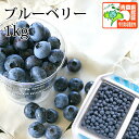 6/10までP3倍＆早期予約特価！生ブルーベリー 青森県産 【7月中旬～8月発送・送料無料・冷蔵便】農薬不使用・化学肥料…