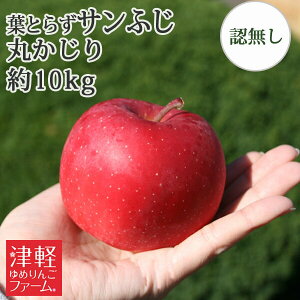 10/30までポイント3倍!贈答用にも【送料無料 】葉とらず栽培 【葉とらずサンふじ 丸かじり(秀品・小玉) 約10kg 県認証無し】 小さめサイズで 食べきりやすい大きさ 小玉林檎は貯蔵性の高