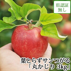 hV̓̑蕨ɂyz tƂ炸T ۂ 3kg Fؖ XY  Y FȂ j a j  Yn ÌyYь 9 nEB 