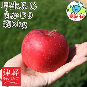 yz ӂiЂ낳ӂEق̂j ۂiGiEʁj 3kgi12-14)F؂  HׂTCY XYь p Mtg  j a v[g
