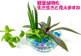 楽天市場 ジェルボール 容器 花 観葉植物 花 ガーデン Diy の通販