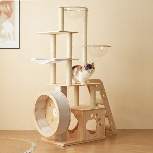 Lbg^[ L^[ Lbgc[ u jOzC[t  FD lR^[ 165.5cm 艺肵₷ ܂Ƃ|[ ؐ  