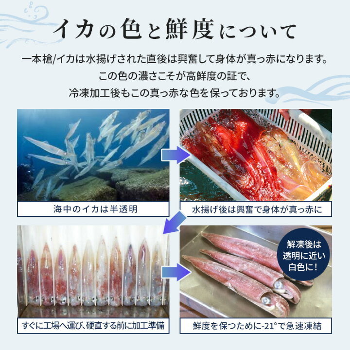 楽天市場 39 Off 楽天スーパーsale限定 イカ 刺身 Jfふくおか 一本槍いか 剣先いか 580g 福岡県産 ケンサキイカ 冷凍 一本槍イカ 姿造り 肝臓 墨 口 軟骨 産地直送 新鮮 揚げ 炒め 唐揚げ 天ぷら 七輪焼 イオン九州 送料無料 旬 ギフト 贈答用 お土産 海鮮