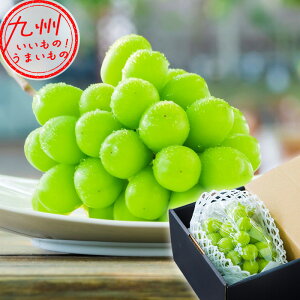 F{Y VC}XJbg 1[ 600g g Ԃǂ ʕ t[c  F{̃t[c