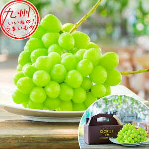 F{Y VC}XJbg 2[ v1.2kg g Ԃǂ ʕ t[c  F{̃t[c