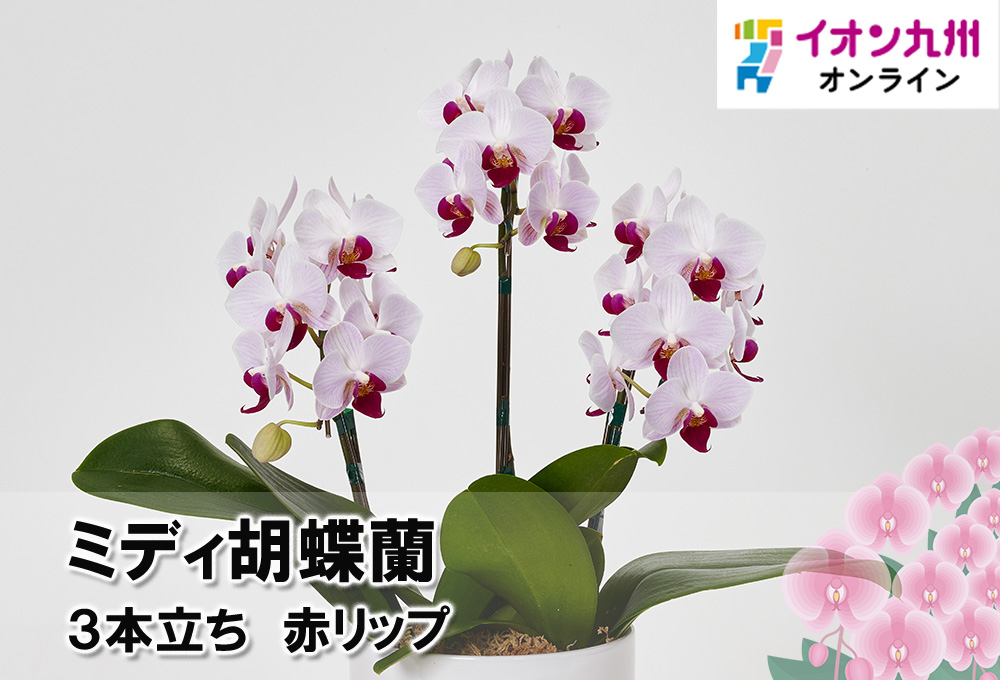 大阪府 ミディ胡蝶蘭 3本立ち 赤リップ 6号陶器鉢植え 花・観葉植物