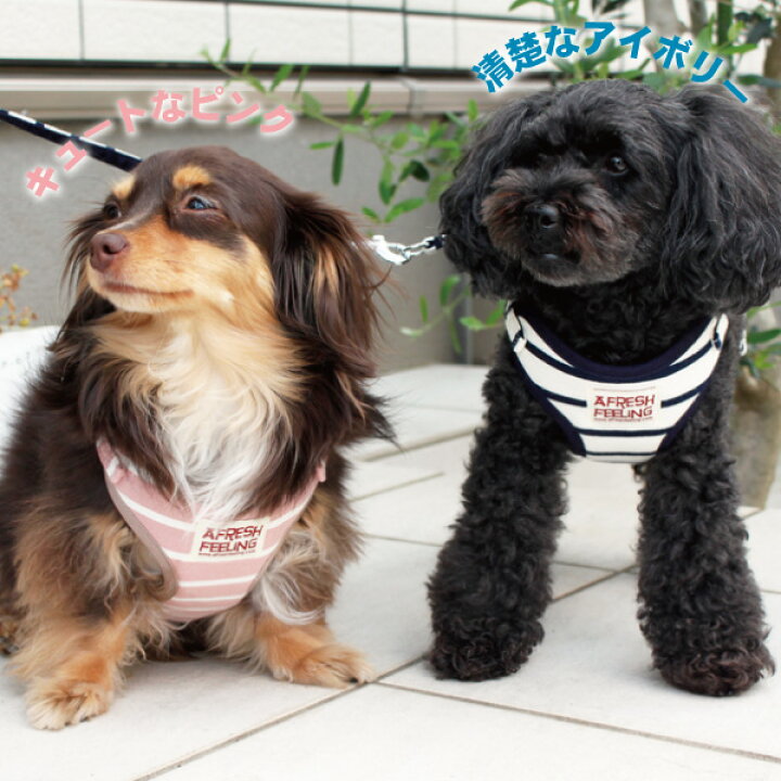 楽天市場】ボーダー柄ソートフルハーネスリードハーネスリード ハーネスリードセット 胴輪 ハーネス リード 犬 イヌ ドッグ dog 小型犬 犬用 ペット用 犬具 胴輪 ハーネス リード 散歩 お出かけ 簡単装着 AFRESHFEELING : 犬猫用品と雑貨のAFRESHFEELING 楽天市場】ボーダー柄ソートフルハーネスリードハーネスリード ハーネスリードセット 胴輪 ハーネス リード 犬 イヌ ドッグ dog 小型犬 犬用 ペット用 犬具 胴輪 ハーネス リード 散歩 お出かけ 簡単装着 AFRESHFEELING : 犬猫用品と雑貨のAFRESHFEELING