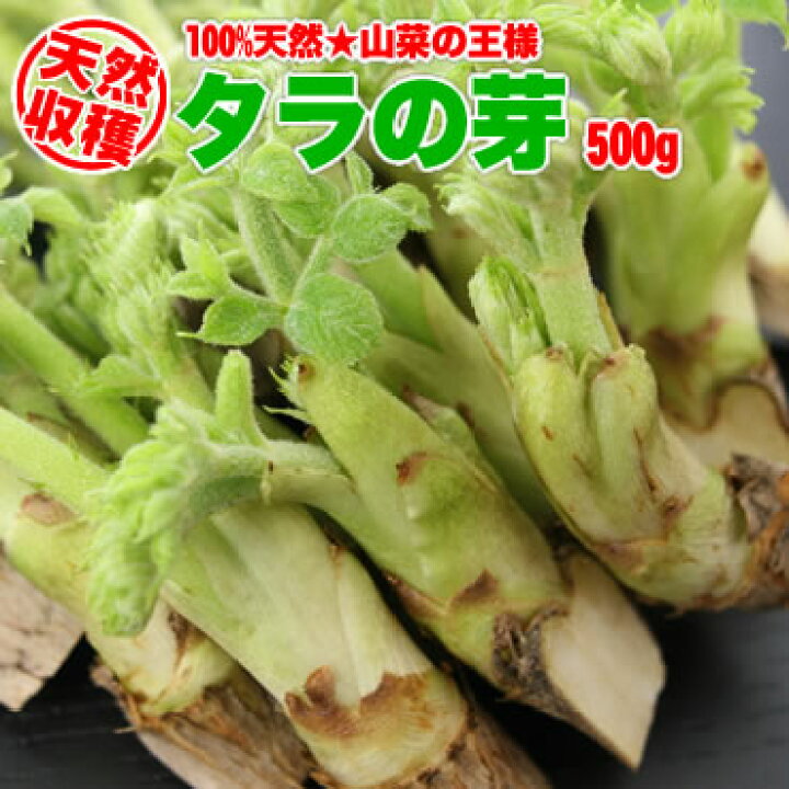 楽天市場】【山菜の王様】北海道産天然☆BIGサイズのタラの芽（500g 