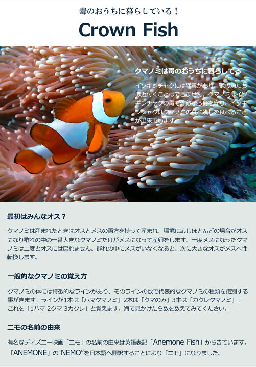 楽天市場 楽天１位 Dayoff マスクストラップカバー キレイな お魚 デザイン リバーシブルデザイン で ダイビング 中もダイビング終了後もかわいさ満点 ダイビングマスク シュノーケリングマスク 水中メガネ ダイビングゴーグル 水中眼鏡 マスク 22 Afuro
