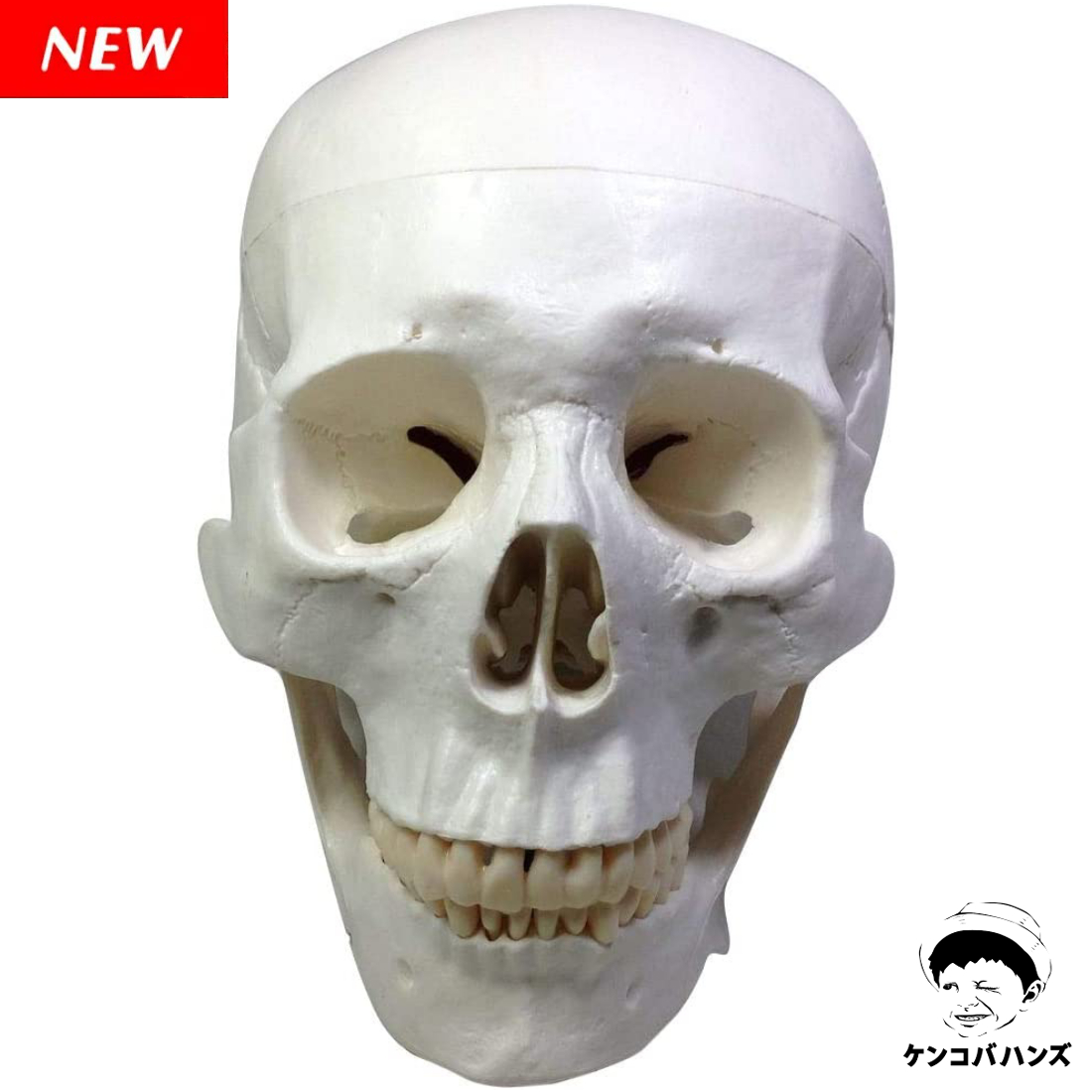 楽天市場】頭蓋骨 模型の通販