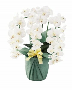   SCG}H v`iӒiA[eBtBVt[j zCgCG[ HCA2-WY-23 ̂Es