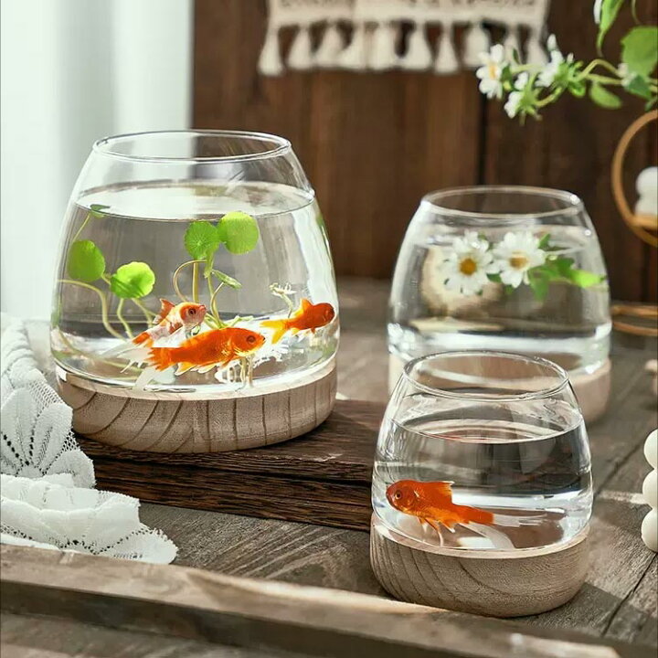 楽天市場】金魚鉢 アクアリウム ボウル 丸型 観葉植物 ガラス 水槽  