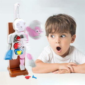 放課後の怪談シリーズ 理科室の模型 復元パズル おもちゃ 人体模型 恐怖!ドキドキクラッシュ ゾクッ人体模型
