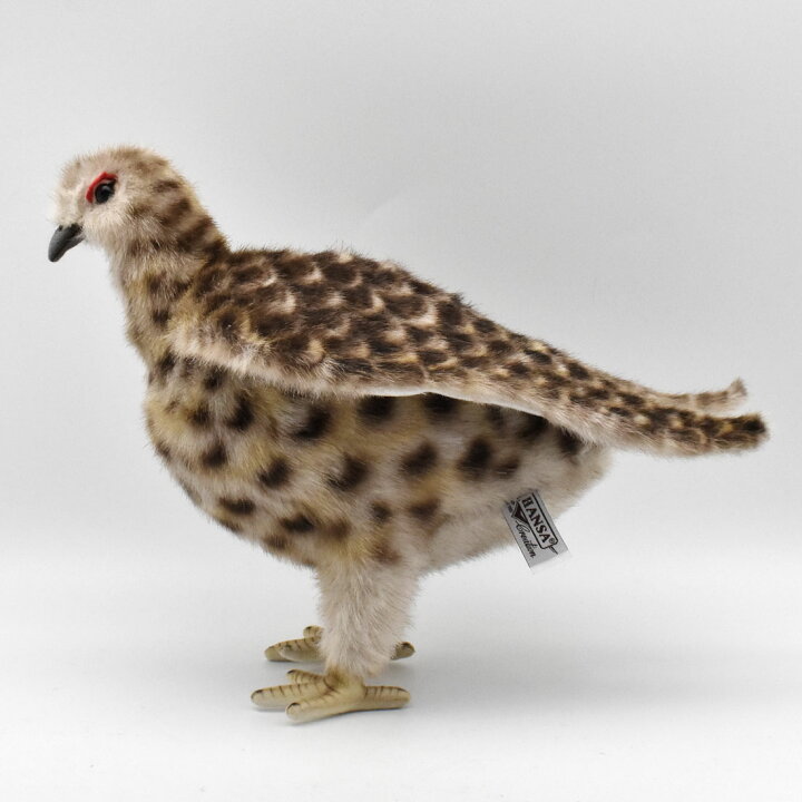 楽天市場 Hansa 7647 ライチョウ 夏 28cm Lagapus Muta Japonica 特別天然記念物 雷鳥 ぬいぐるみ ハンサ もふもふ クリスマス 誕生日 プレゼント 動物 犬 猫 鳥 うさぎ ペンギン アニマル 置物 人形 フィギュア Koesen ケーセン カロラータ 大きい マスコット 実物大