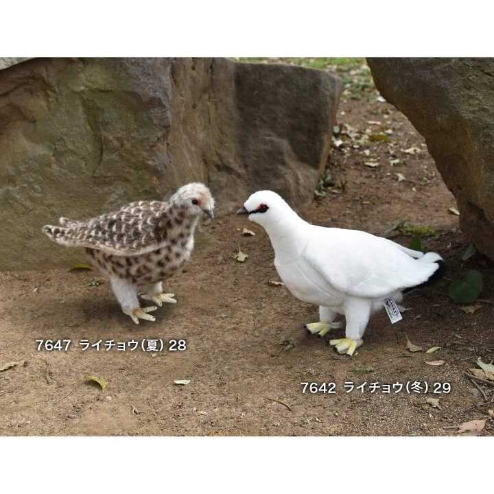 楽天市場 Hansa 7647 ライチョウ 夏 28cm Lagapus Muta Japonica 特別天然記念物 雷鳥 ぬいぐるみ ハンサ もふもふ クリスマス 誕生日 プレゼント 動物 犬 猫 鳥 うさぎ ペンギン アニマル 置物 人形 フィギュア Koesen ケーセン カロラータ 大きい マスコット 実物大