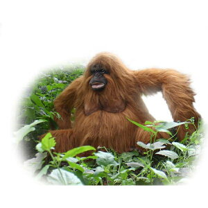 HANSA IE[^55 3479 ʂ nT NX}X a v[g   L   yM Aj} u l` tBMA KOESEN P[Z 傫 }XRbg  ^