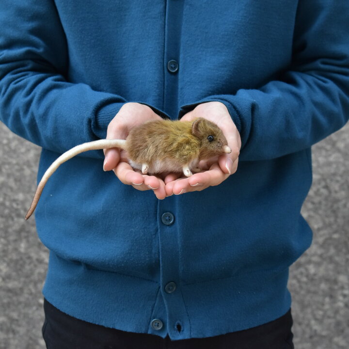 楽天市場 Hansa 7233 ハネジネズミ12 全長 12cm Elephant Mouse Bh7233 ぬいぐるみ ハンサ クリスマス 誕生日 プレゼント 動物 犬 猫 鳥 うさぎ ペンギン アニマル 置物 人形 フィギュア Koesen ケーセン カロラータ 大きい マスコット 実物大 大型 Agog 楽天市場店
