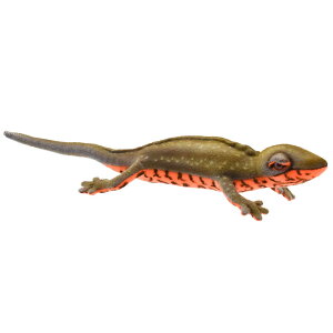 HANSA 8141 AJnC 23 SF23cm JAPANESE FIRE BELLY NEWT {ŗL ʂ gJQ ঒  nT NX}X a v[g   L   yM Aj} u l
