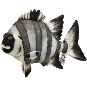 HANSA CV_C 34 ʂ BH8513 GIANT PARROT FISH   A nT a v[g   L   yM Aj} u l` tBMA 傫 }XRbg  ^ 