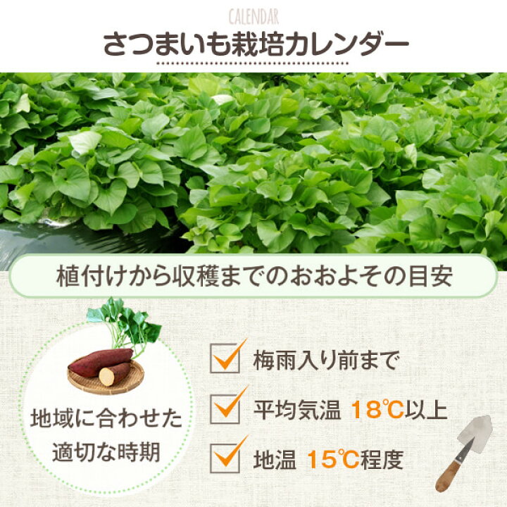 楽天市場】【ポイント+3倍】【サツマイモ苗】【べにはるか】芋苗 500 