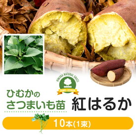 楽天市場 紅はるか 苗の通販