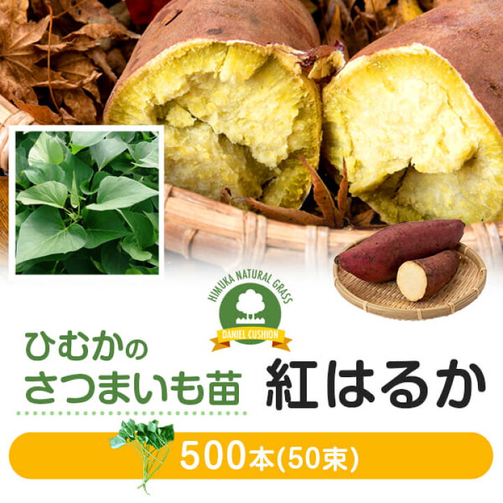 紅はるか苗500本 発送・オンライン決済限定 さつまいも苗 べにはるか苗