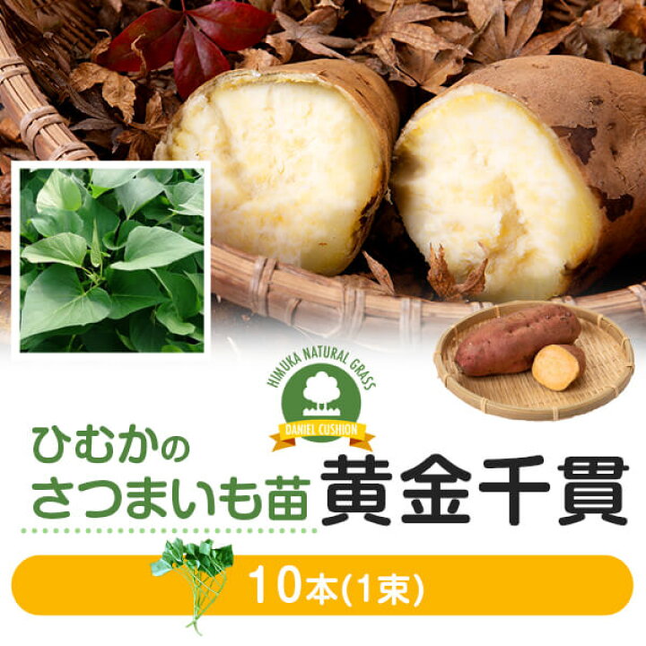 楽天市場】【サツマイモ苗】【さつま芋苗】【黄金千貫】芋苗 10本 