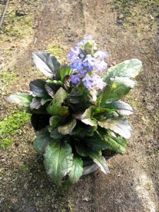 アジュガ 花の人気商品 通販 価格比較 価格 Com